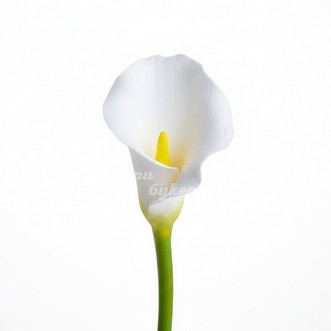 Белая калла