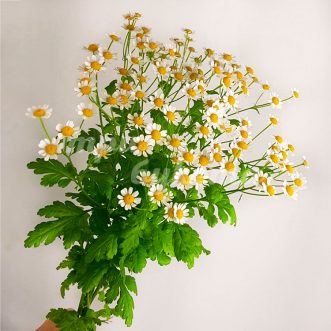 Ромашка Матрикария