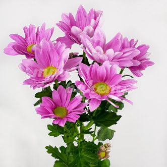 Розовая кустовая хризантема Гранд Пинк