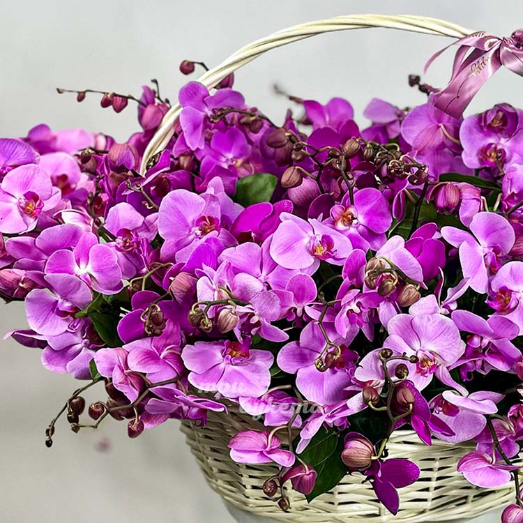 Большая корзина сиреневых орхидей (крупный план 2)